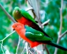 Papagayo-Australiano-(2).jpg