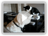 Cat and Dog Play Fighting