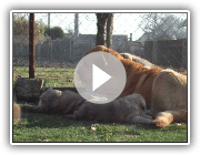 Mastin espanol /Spanish mastiff puppies in kennel Tornado Erben