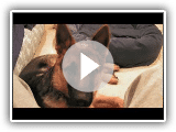 Hommage de chien de berger allemand - Sam von Wilhendorf
