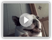 Boston Terrier dog likes his belly tickled! Funny face ~ CUTE! (Original)