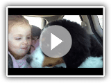 Bernese Mountain Dog Puppy Car Ride Addventures 2.wmv