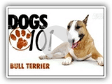 Dogs 101- Bull Terrier