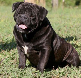Bulldog Campeiro