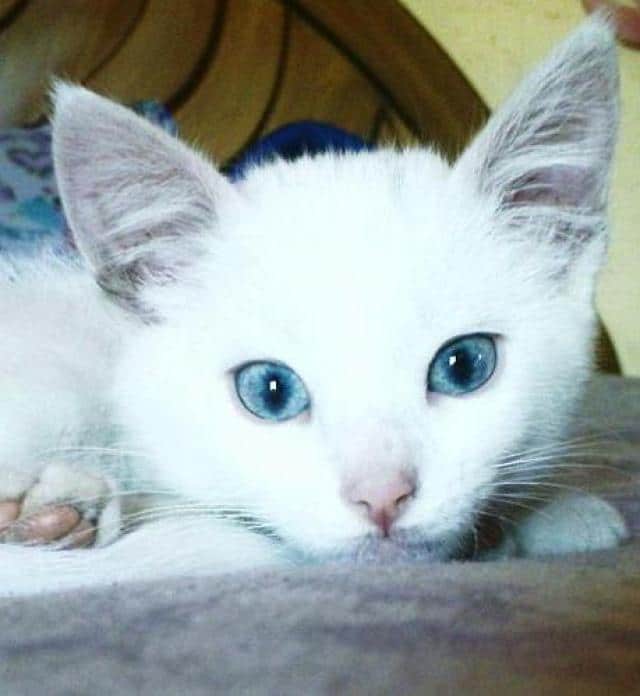 gatos blancos y sordera