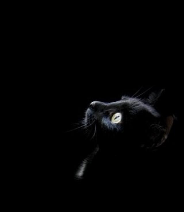 caracter de los gatos negros
