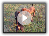 ADORABLE Redbone Coonhound chiots jouant (5 WKS vieux)