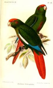 Rose-headed Parakeet