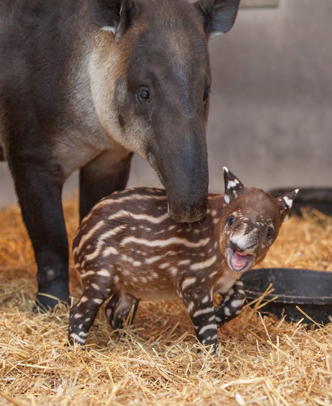 tapir1