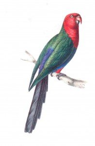 Papagayo Moluqueño